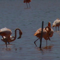 P1000750.JPG